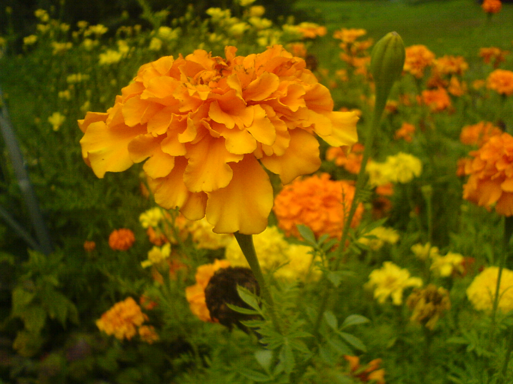 Vibrant Orange Flower