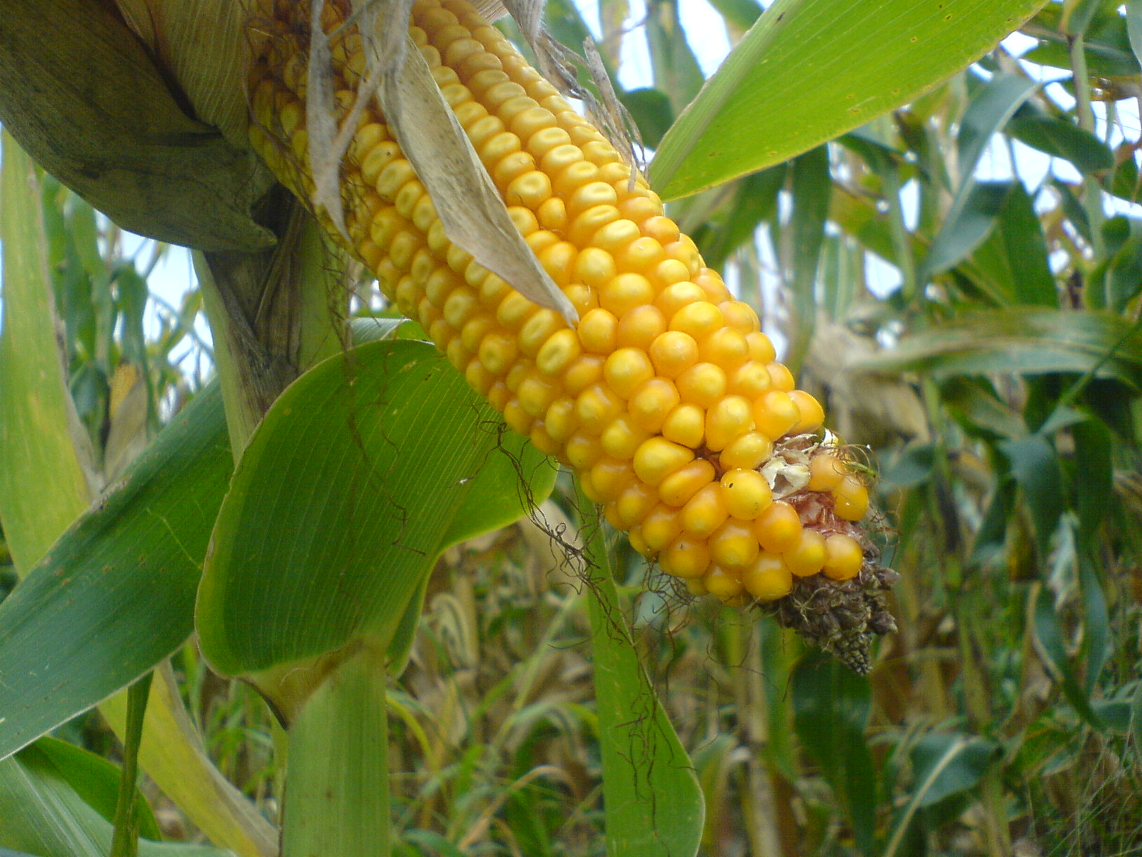 An ear of corn -closeup