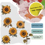Pack sunflowers 1 PNG