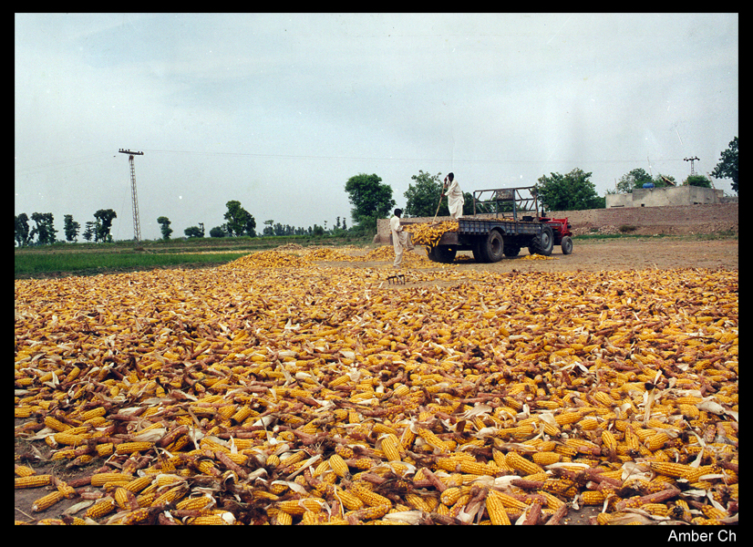 CoRn HaRvEsTed...