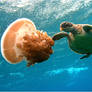 Jellyfish Munch