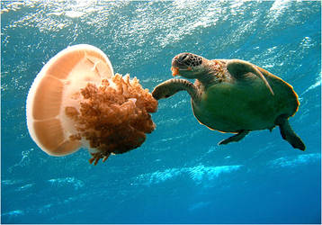 Jellyfish Munch