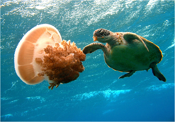 Jellyfish Munch