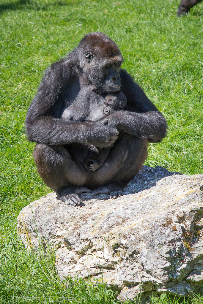 Baby gorilla and his mother