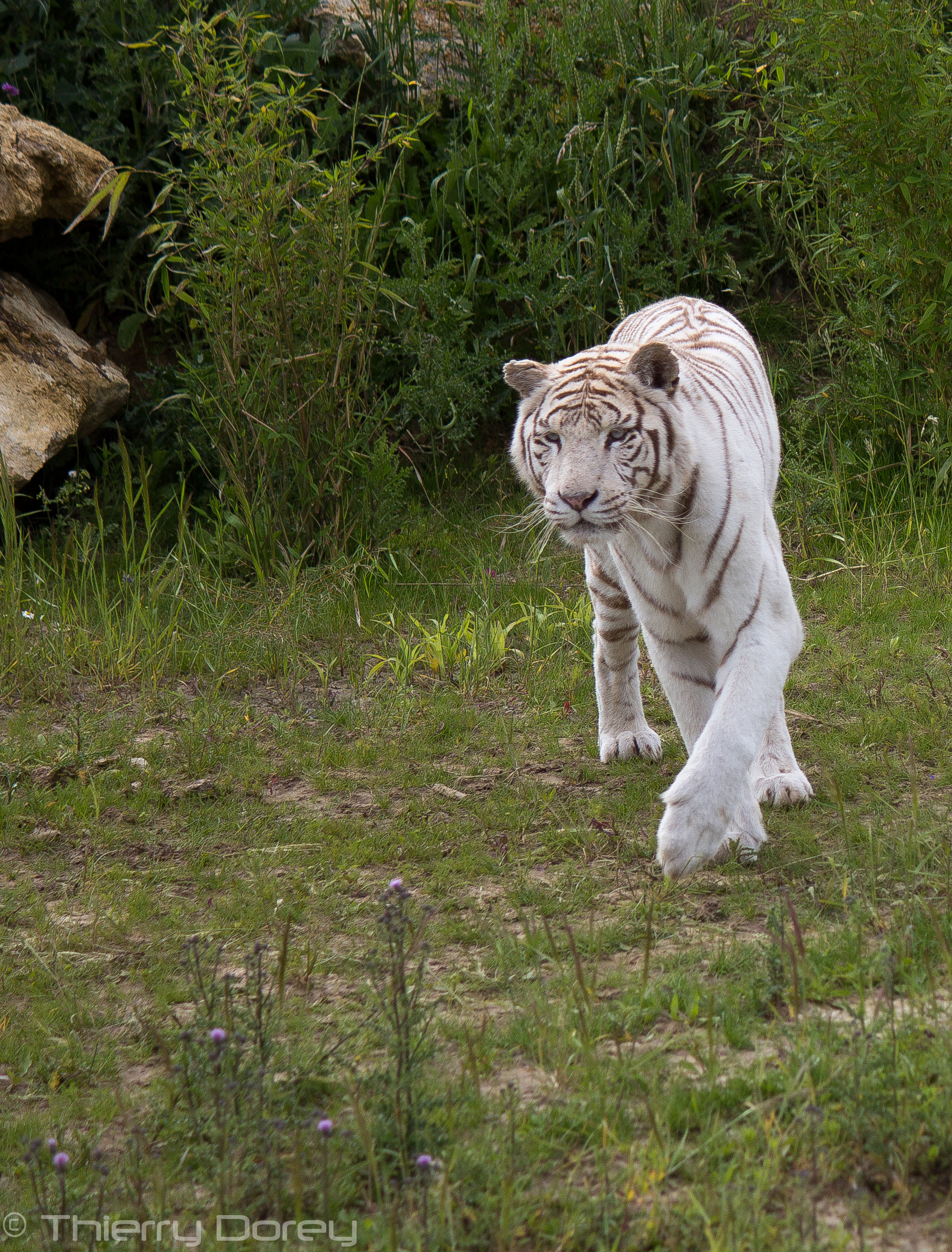 Tigre Blanc