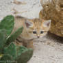 Chat des Sables