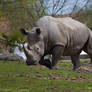 rhinoceros blanc