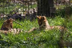 Serval