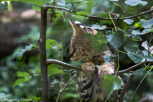 Serval