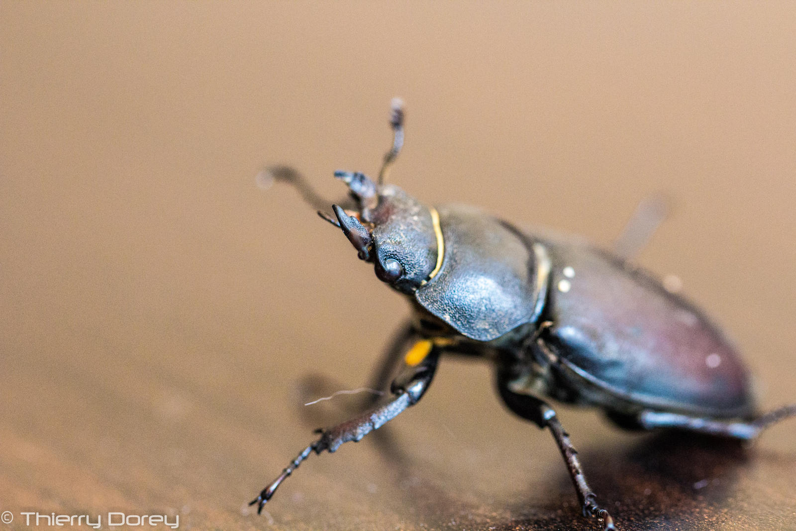 Lucanus Morgan Lucanus cervus by Talos-X on DeviantArt