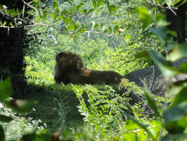 Lounging Lion