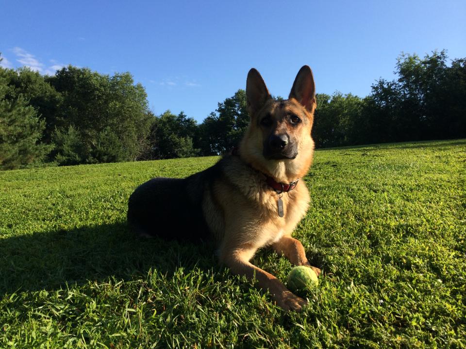 Dante with ball