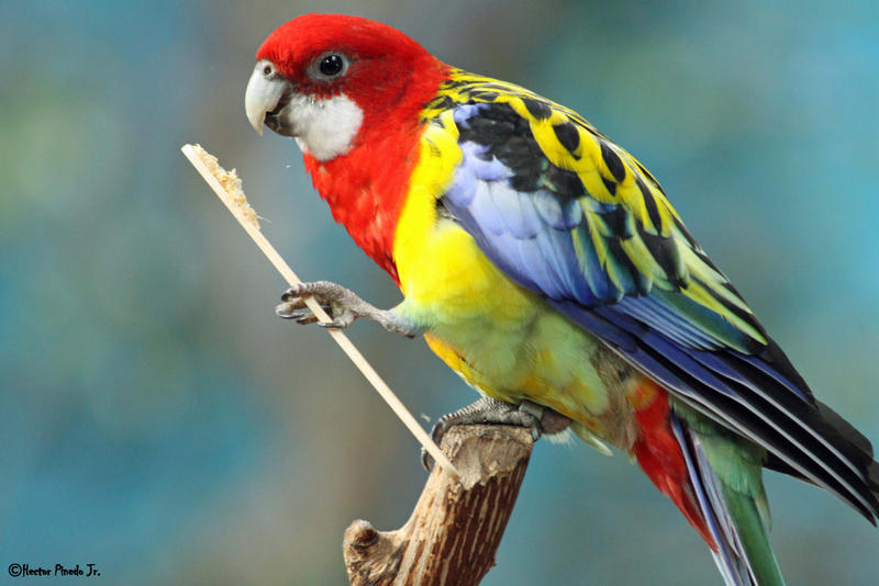 Parrot by nvrclr Parrot by nvrclr