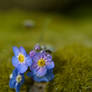 Purple Droplets
