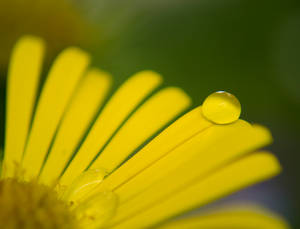 Yellow Mellow by AdrianaFilip Yellow Mellow by AdrianaFilip