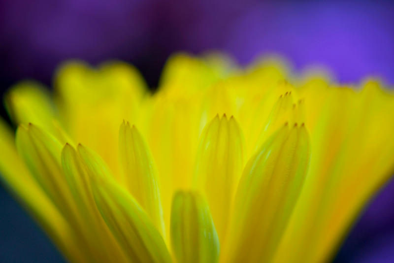 Yellow by AdrianaFilip Yellow by AdrianaFilip