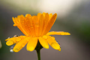 Orange by AdrianaFilip Orange by AdrianaFilip
