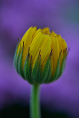 Yelllow again by AdrianaFilip Yelllow again by AdrianaFilip