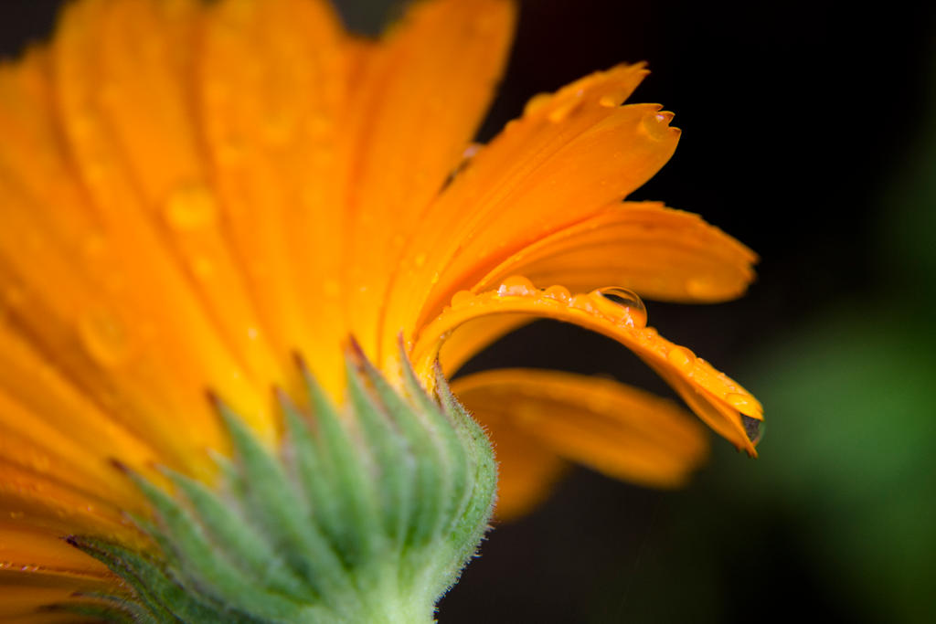 Orange again by AdrianaFilip Orange again by AdrianaFilip