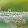 Green drop