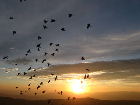 birdies thru sunrise