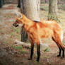 Maned Wolf