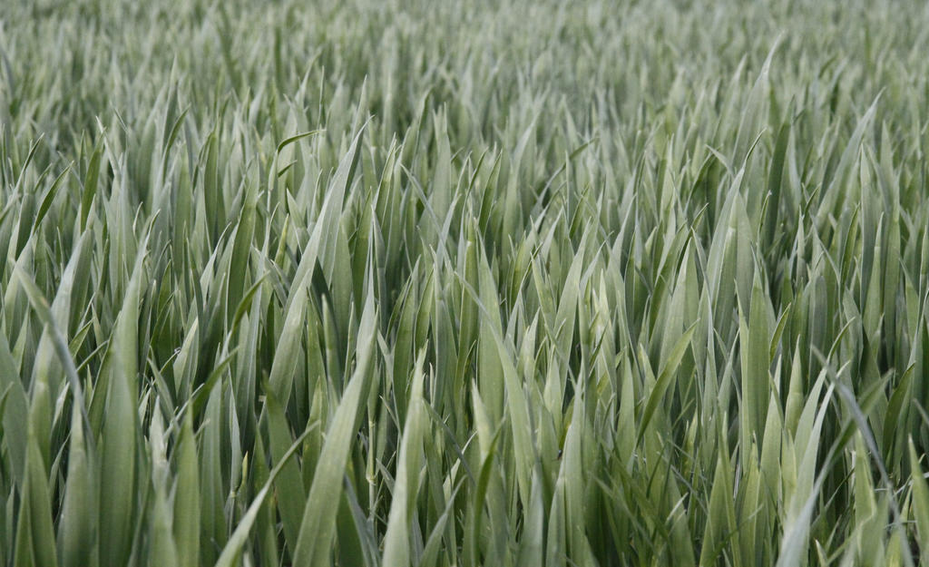 Grass - texture by anul147 on DeviantArt