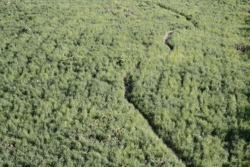 Grass with tiny trail - texture