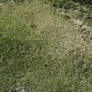 Grass - texture