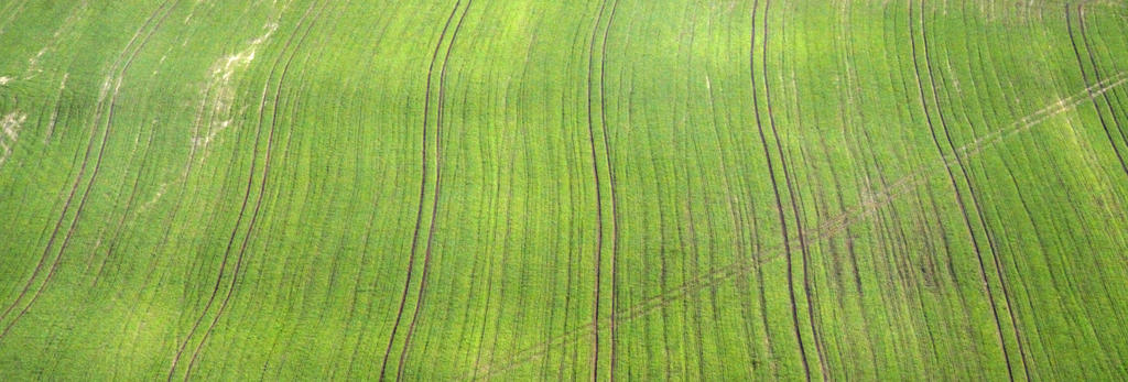 Grass with tiny trails -  texture