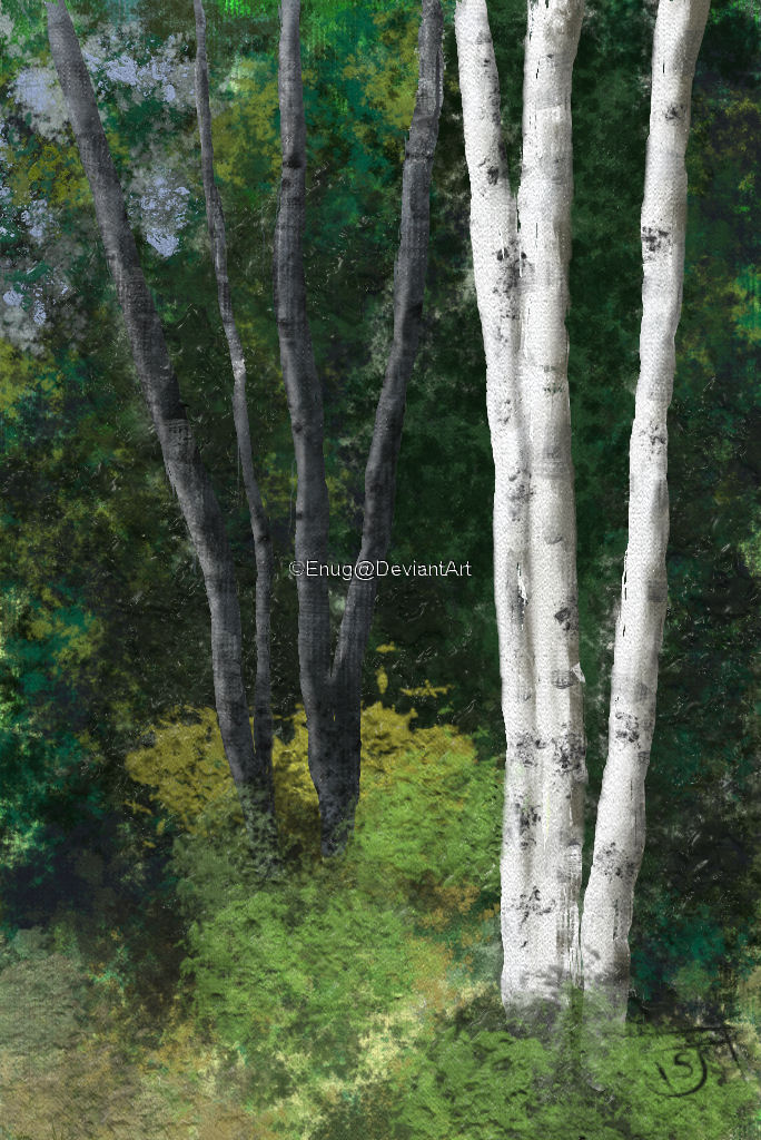 Birch trees-da
