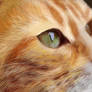 Closeup Ginger Cat