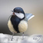 Bird in snow by enug66