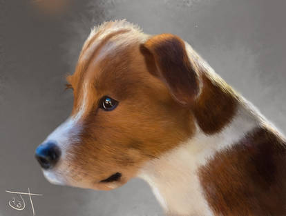 Brown And White Dog