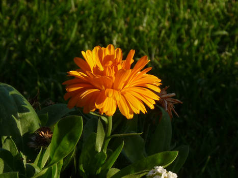 Sunset Bloom