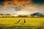In the fields by orlibraorli