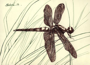 dragonfly