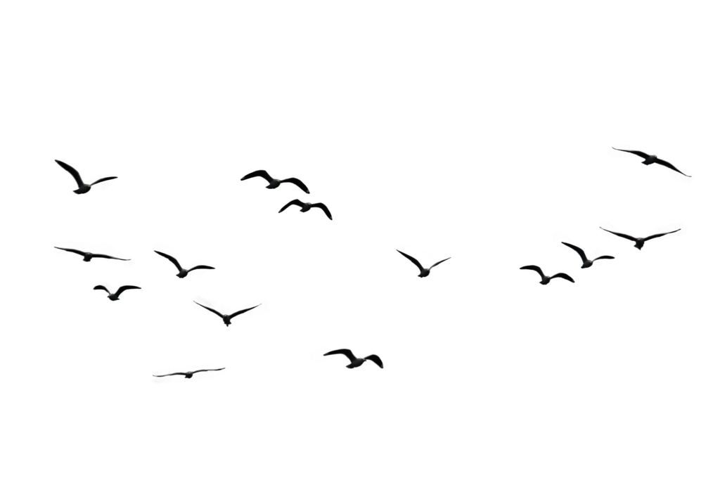 Birds-png-3487 by Rizwankhanvfx on DeviantArt