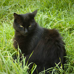 Percy In The Long Grass