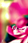 Pink DROP . . . by Sha59-Ananii