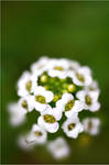 Pure green . . . by Sha59-Ananii