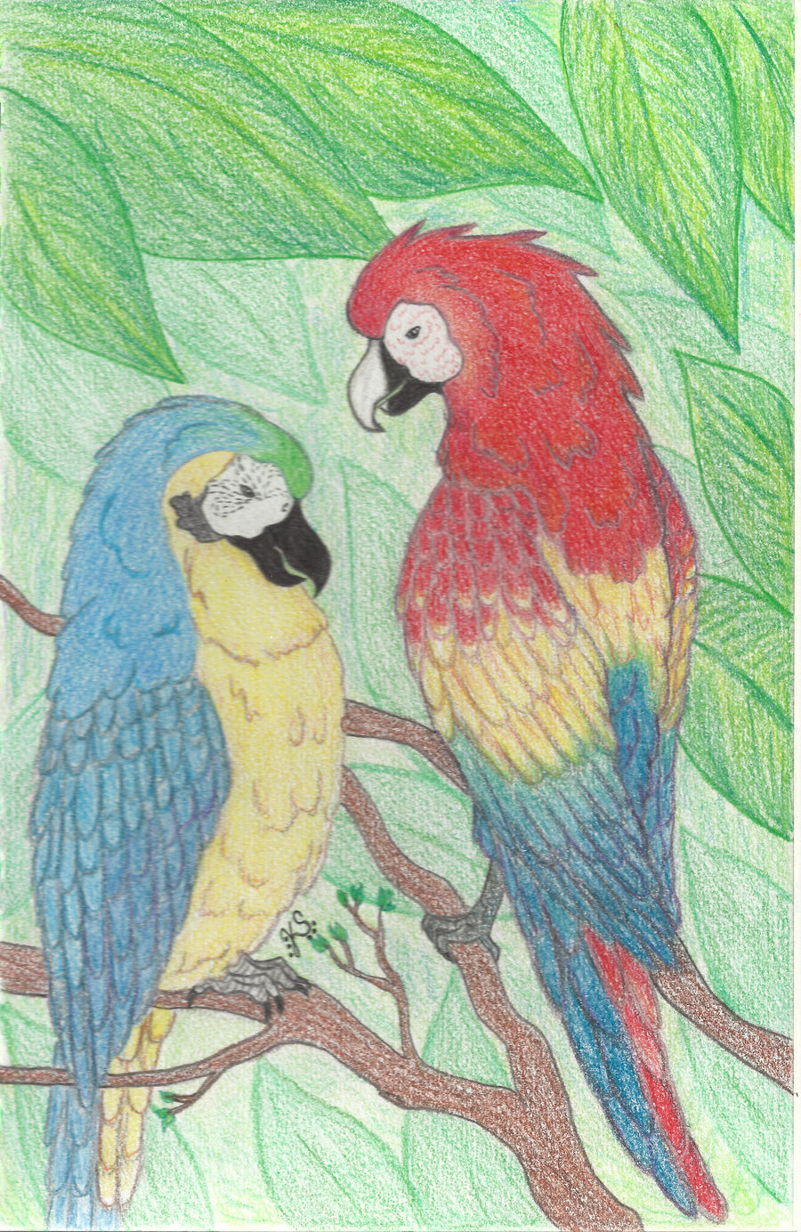 Parrots