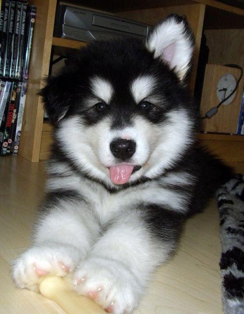 Little Husky puppy