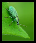 GREEEN by AdamZasadny