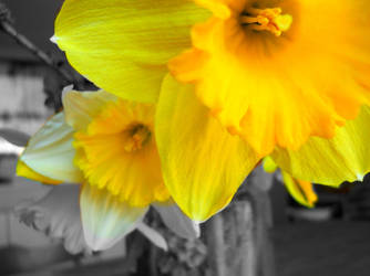 Daffodill