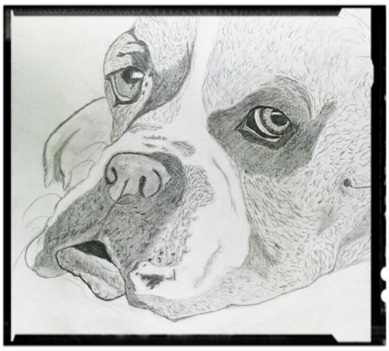Deviantart Boxer Dog boxer by dasani1438 on DeviantArt