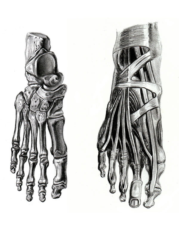 Foot Anatomy Study