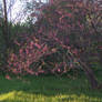 Purple Blossom Tree