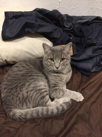 Pitochu by SrDem on DeviantArt