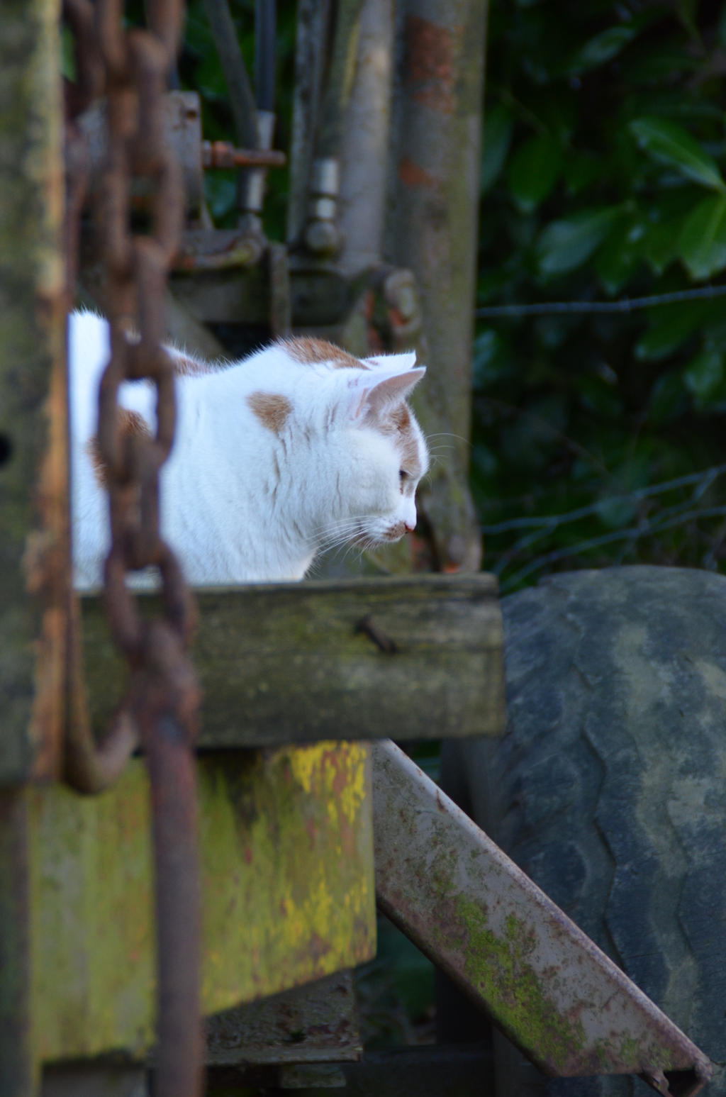 Kitty and chain